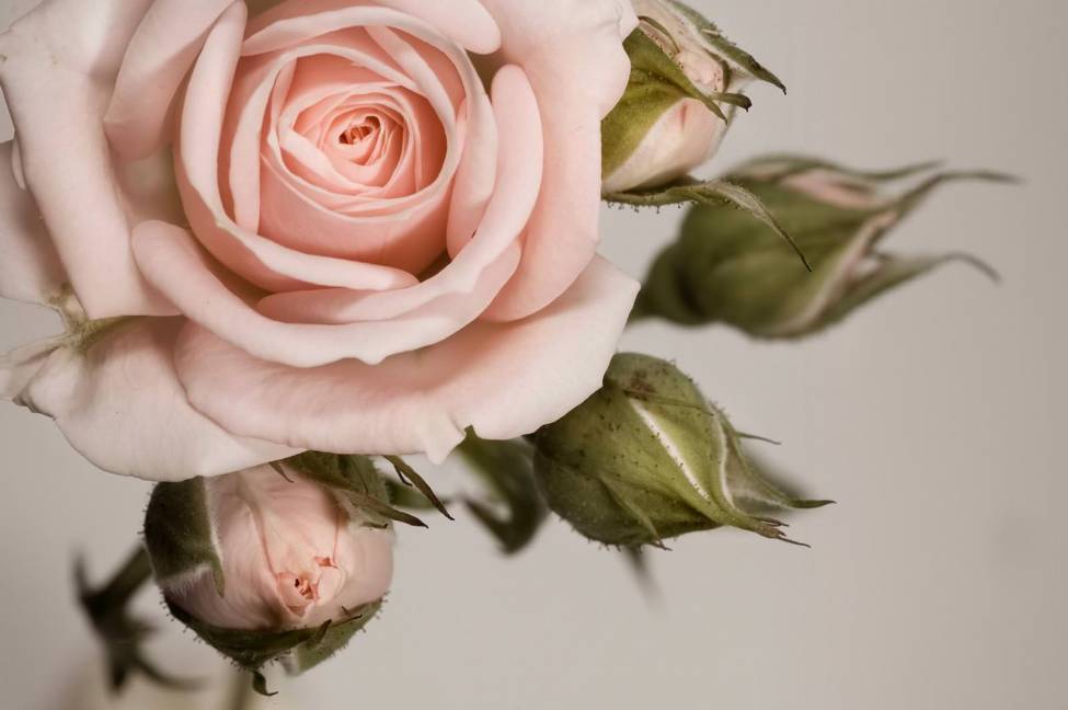что взять за основу в живом цветке на примере розовой розы с бутонами изображение