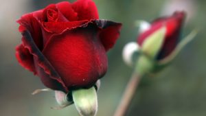 что взять за основу в живом цветке на примере красной розы картинка