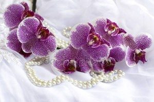 depositphotos_57638291-stock-photo-orchid-flowers-and-pearls-on