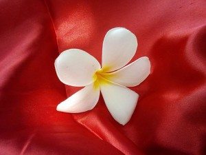 flowers-1820829__340