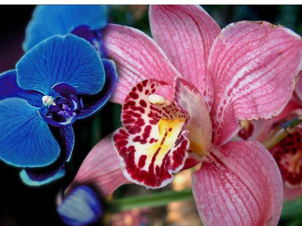 Живые орхидеи