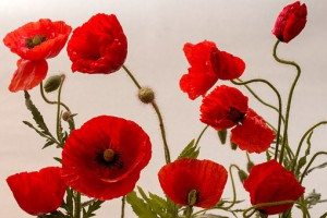 poppy-1457597__340