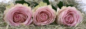 roses-2090840__340