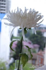 silk-flowers-demina-nadezhda-32 Ученическая работа Надежды Деминой