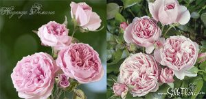 silk-flowers-demina-nadezhda-5 Ученическая работа Надежды Деминой