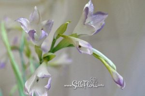 silk-flowers-kostareva-svetlana-10 Ученическая работа Светланы Костаревой