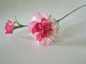 silk-flowers-sachkova-angela-1 Ученическая работа Анжелы Сачковой