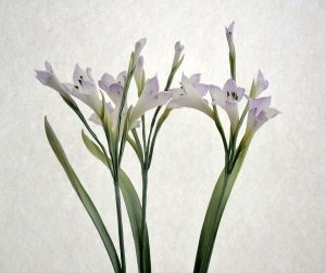 silk-flowers-sachkova-angela-3 Ученическая работа Анжелы Сачковой