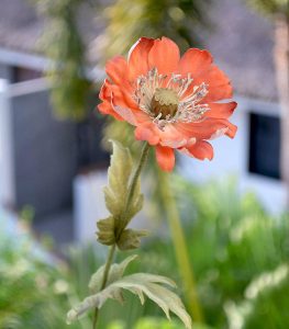 silk-flowers-sachkova-angela-4 Ученическая работа Анжелы Сачковой