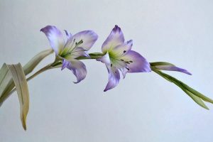 silk-flowers-sachkova-angela-5 Ученическая работа Анжелы Сачковой