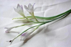 silk-flowers-sin-tatyana-2 Ученическая работа Татьяны Син