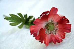 silk-flowers-sin-tatyana-4 Ученическая работа Татьяны Син