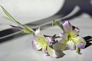 silk-flowers-sin-tatyana-5 Ученическая работа Татьяны Син