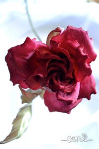 silk-flowers-zadorozhnaya-galina-109 Ученическая работа Галины Задорожной