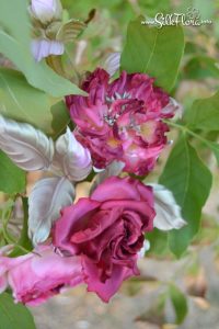 silk-flowers-zadorozhnaya-galina-118 Ученическая работа Галины Задорожной