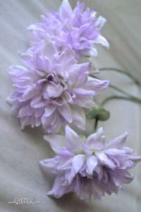 silk-flowers-zadorozhnaya-galina-86 Ученическая работа Галины Задорожной